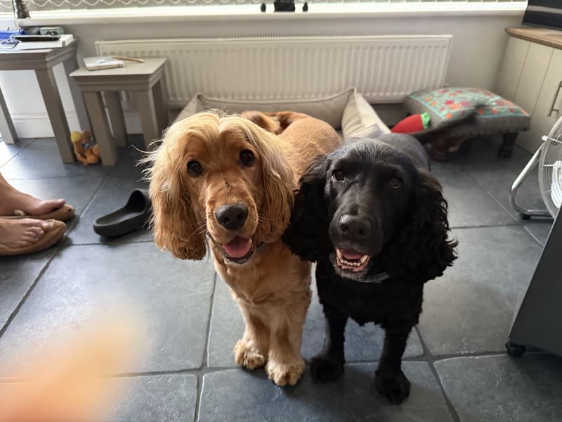 Two freshly groomed cocker spaniels, one golden and one black, sitting side by side on the salon's tiled floor