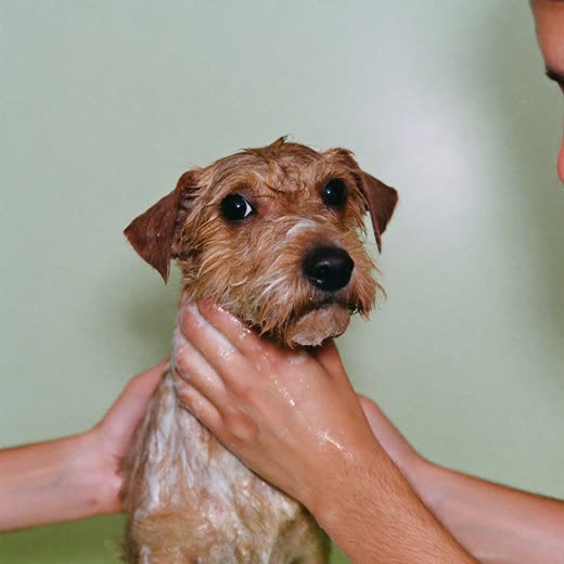 A small dog being bathed and lathered