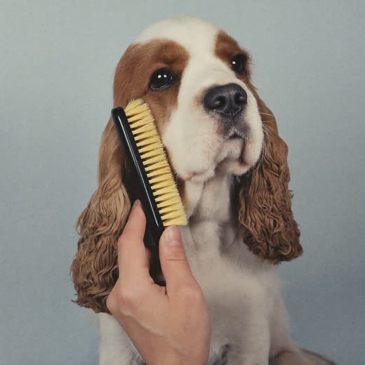 A spaniel being brushed out with a slicker brush