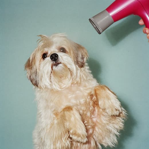 A small fluffy dog being blow-dried